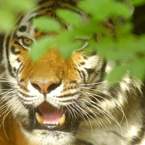 Tijger loert achter gebladerte vandaan