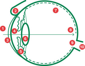 Illustratie van doorsnede van het oog